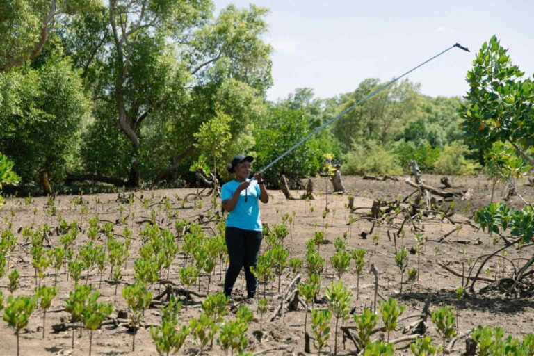 Reforestation Projects